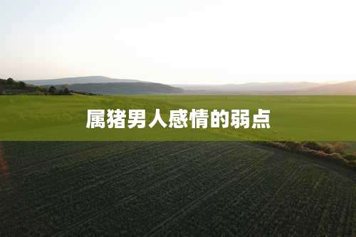 属猪男人感情的弱点