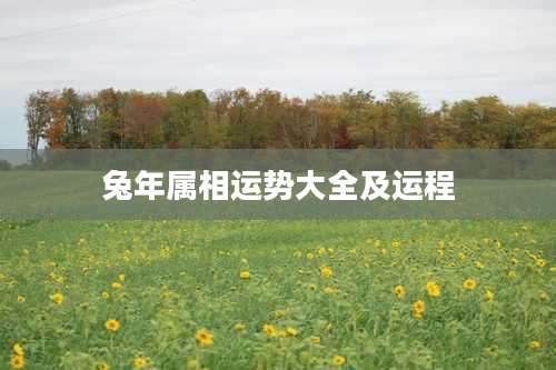 兔年属相运势大全及运程