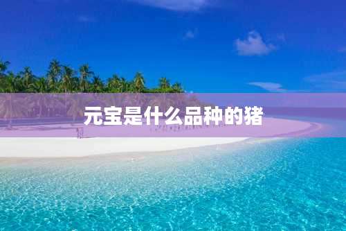 元宝是什么品种的猪