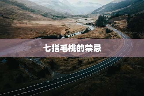 七指毛桃的禁忌