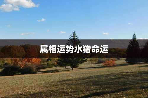 属相运势水猪命运