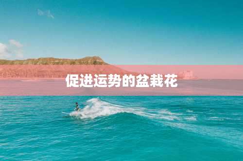 促进运势的盆栽花