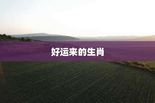 好运来的生肖