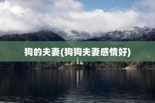 狗的夫妻(狗狗夫妻感情好)