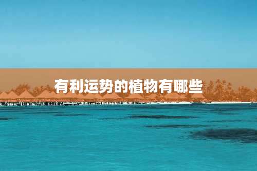 有利运势的植物有哪些