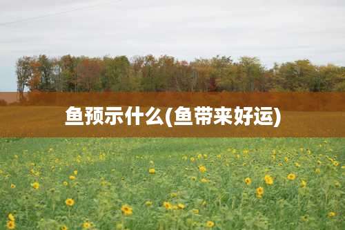 鱼预示什么(鱼带来好运)