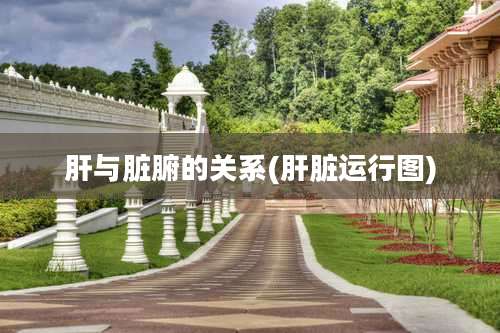 肝与脏腑的关系(肝脏运行图)