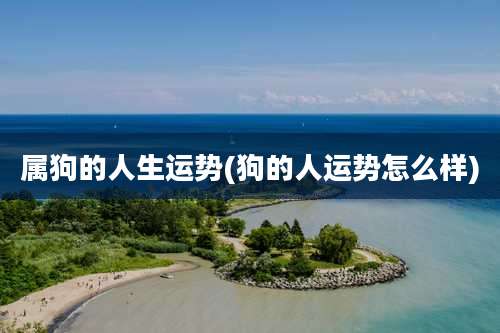 属狗的人生运势(狗的人运势怎么样)