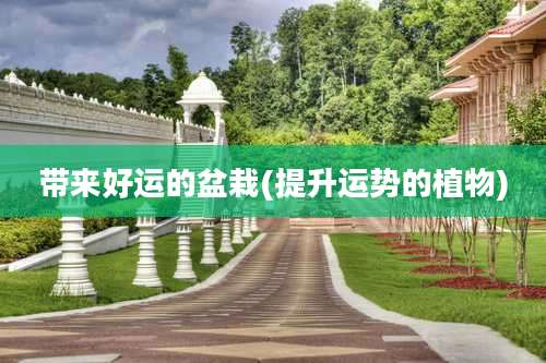 带来好运的盆栽(提升运势的植物)