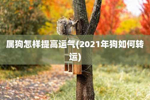属狗怎样提高运气(2021年狗如何转运)