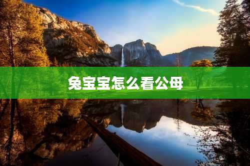 兔宝宝怎么看公母