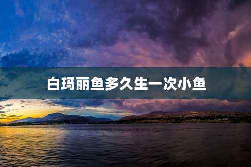 白玛丽鱼多久生一次小鱼