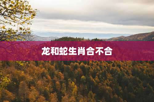 龙和蛇生肖合不合