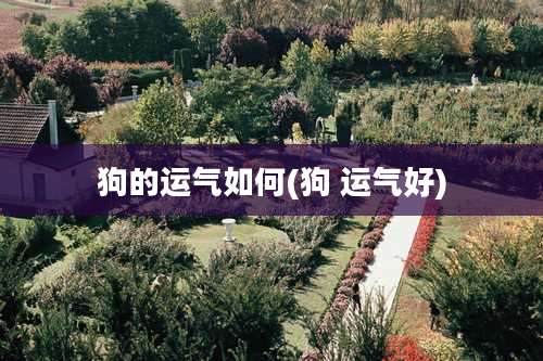 狗的运气如何(狗 运气好)