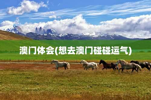 澳门体会(想去澳门碰碰运气)