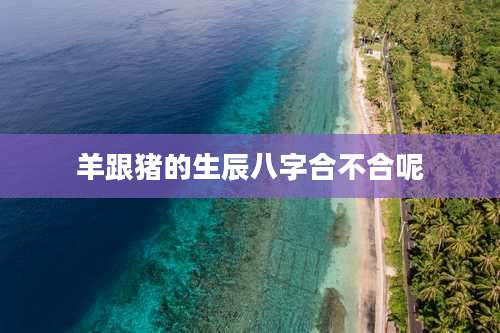 羊跟猪的生辰八字合不合呢