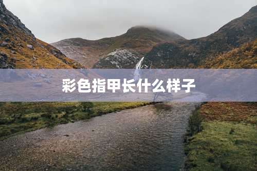 彩色指甲长什么样子