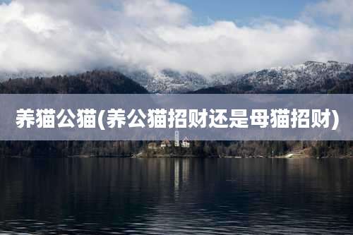 养猫公猫(养公猫招财还是母猫招财)