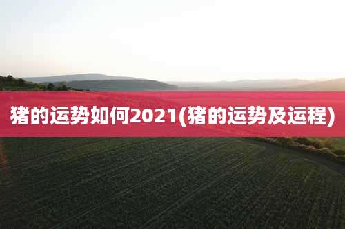 猪的运势如何2021(猪的运势及运程)