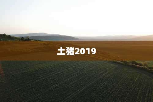 土猪2019