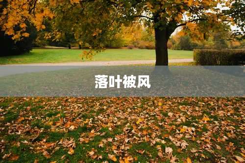 落叶被风