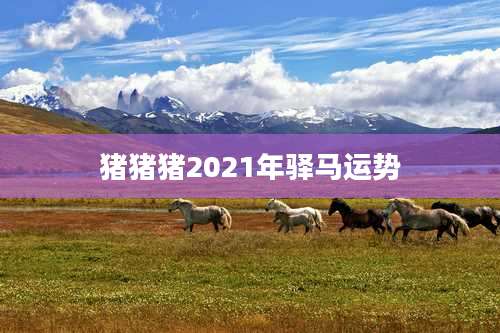 猪猪猪2021年驿马运势