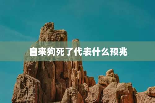 自来狗死了代表什么预兆