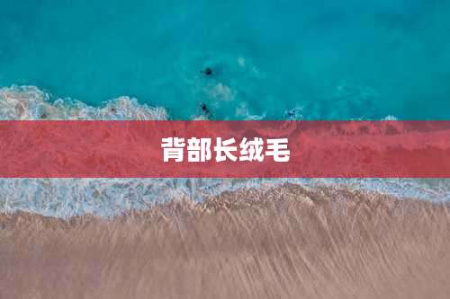 背部长绒毛