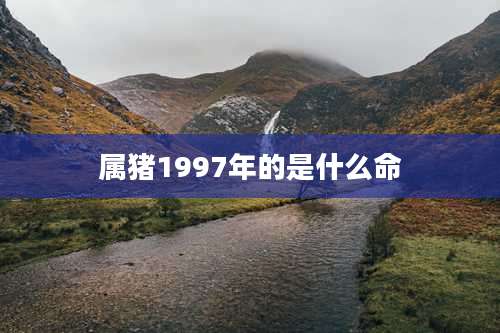 属猪1997年的是什么命