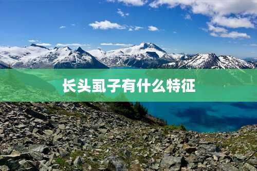 长头虱子有什么特征