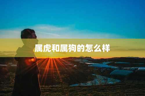 属虎和属狗的怎么样
