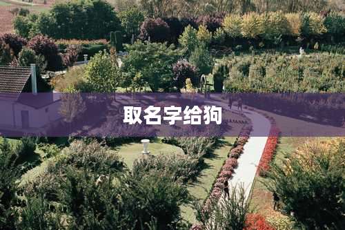取名字给狗