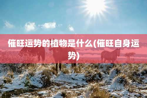 催旺运势的植物是什么(催旺自身运势)