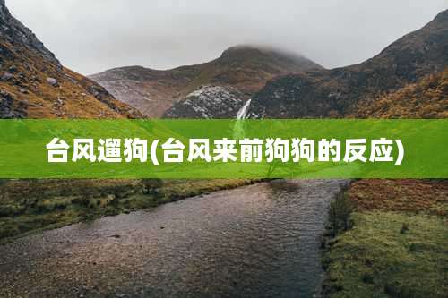 台风遛狗(台风来前狗狗的反应)