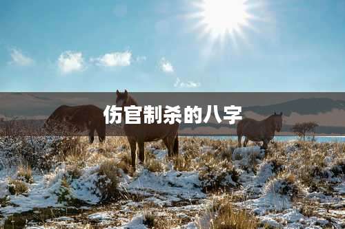 伤官制杀的八字