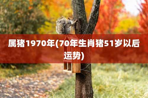 属猪1970年(70年生肖猪51岁以后运势)