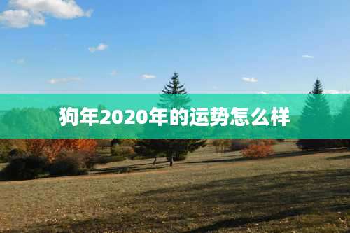 狗年2020年的运势怎么样