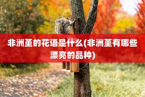 非洲堇的花语是什么(非洲堇有哪些漂亮的品种)