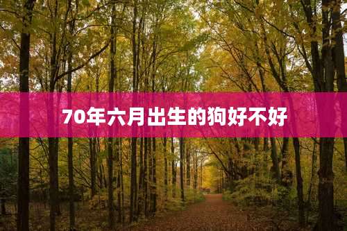 70年六月出生的狗好不好