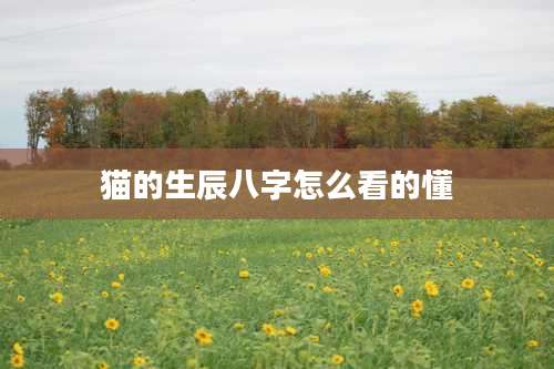 猫的生辰八字怎么看的懂
