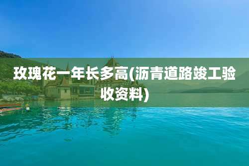玫瑰花一年长多高(沥青道路竣工验收资料)