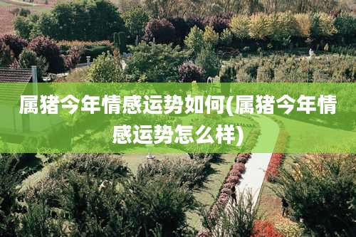 属猪今年情感运势如何(属猪今年情感运势怎么样)