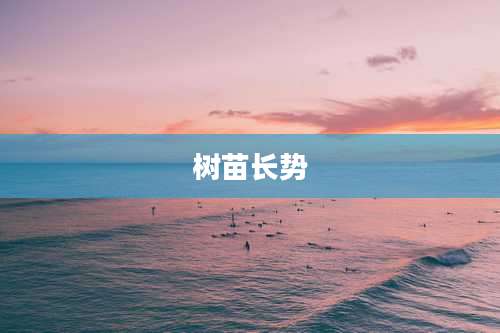 树苗长势