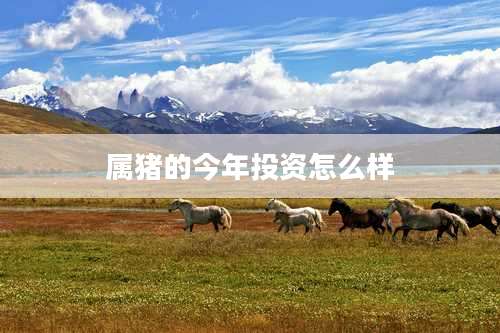 属猪的今年投资怎么样