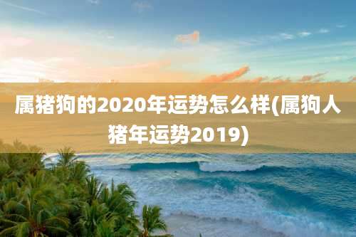 属猪狗的2020年运势怎么样(属狗人猪年运势2019)