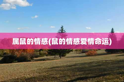 属鼠的情感(鼠的情感爱情命运)