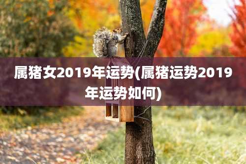 属猪女2019年运势(属猪运势2019年运势如何)