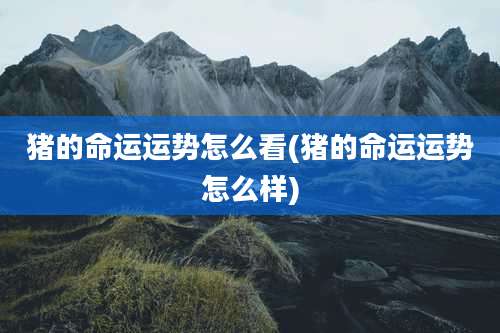 猪的命运运势怎么看(猪的命运运势怎么样)