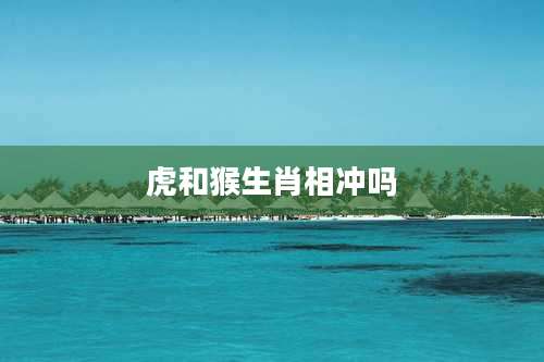 虎和猴生肖相冲吗