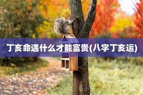 丁亥命遇什么才能富贵(八字丁亥运)